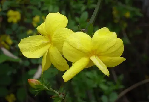 野迎春木樨科木犀科素馨属