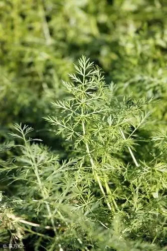 孜然究竟是怎么来的