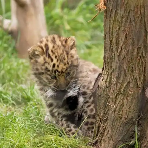 会动的zoo#圣迭戈动物园里,毛绒绒的阿穆尔豹崽崽一天天长大了,也更