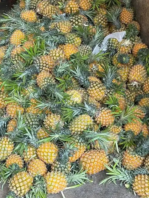 海南树上熟菠萝