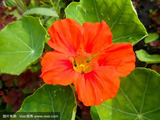 花园里有橙色条纹的大牵牛花