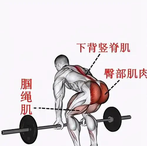强化下背部肌肉,杠铃硬拉动作不能少,4个步骤不妨学习一下