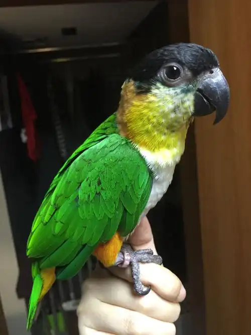 家养凯克鹦鹉,半岁大.不知道上海哪家宠物医院有给鸟打防疫针?