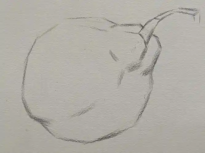 静物素描梨