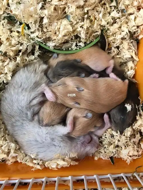 仓鼠宝宝们出生第十三天