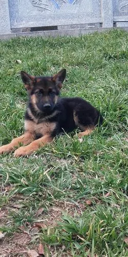 短毛三个月德牧小公