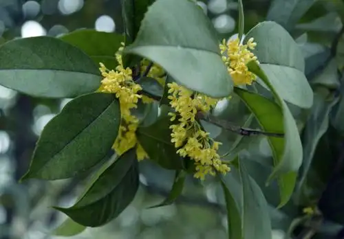 八月桂花偏地香金桂银桂香满园