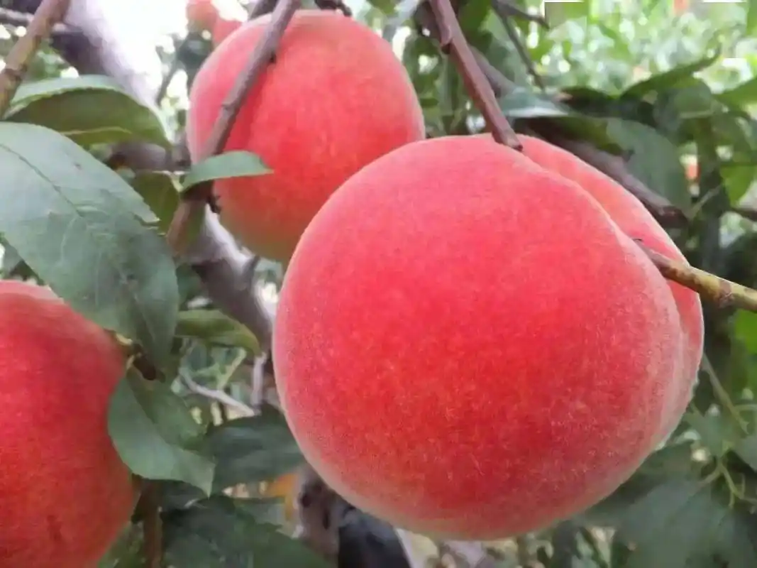 桃子含糖量在16%-18%左右大如拳,色如玉,甜如蜜荣获大世界吉尼斯之最