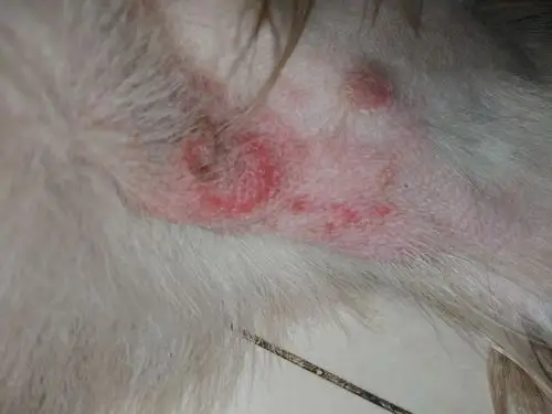 狗狗四肢内侧成这样了,严重的已经化脓了,是狗癣还是耍什么?严重么