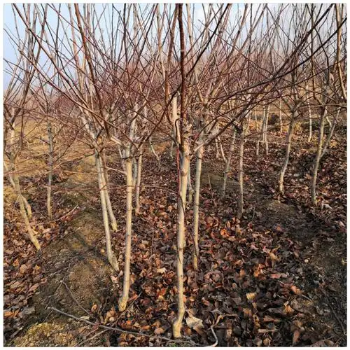 5公分山楂树苗价格 两年山楂树苗批发
