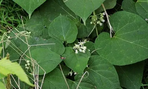 草药|羊角|牛皮_新浪新闻