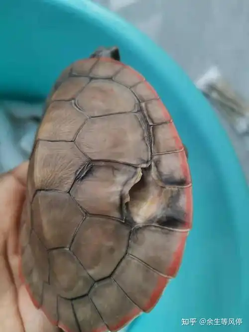 乌龟腐皮烂甲的治疗方法