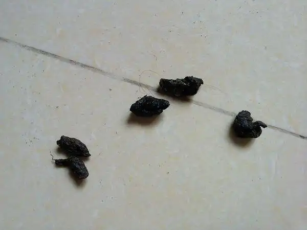 谁知道这是什么的粪便?见图