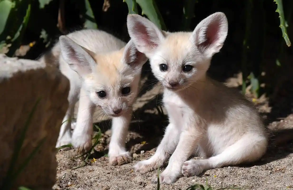 可爱的耳廓狐(8)