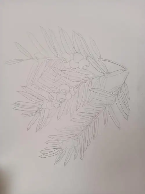 《南岭本土植物图鉴》红豆杉