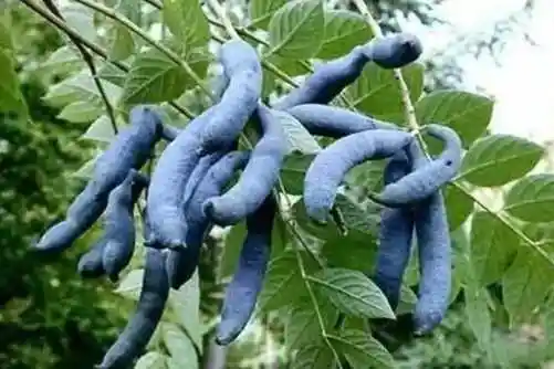 猫屎瓜我们也可以把它叫做猫儿屎,它一般多分布在秦岭等一些深山地带.