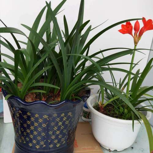 红心紫根兰盆栽植物室内绿植好养好看开花绿色植物 原盆原土开花球