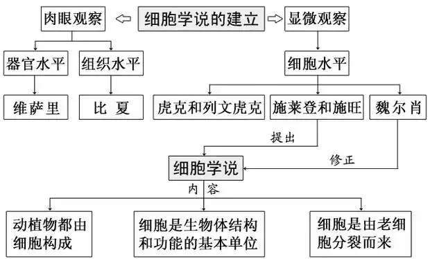 讲解练习易错归纳应有尽有 2.细胞学说及其建立过程