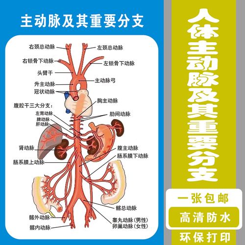 人休主动脉及其分支分布血液系统人体肌肉骨骼神经血管分布图
