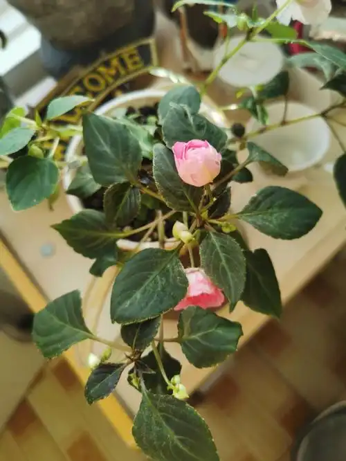 顽强的非洲凤仙花