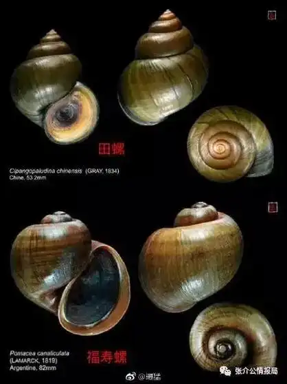 教你区分什么是福寿螺和田螺 - 抖音