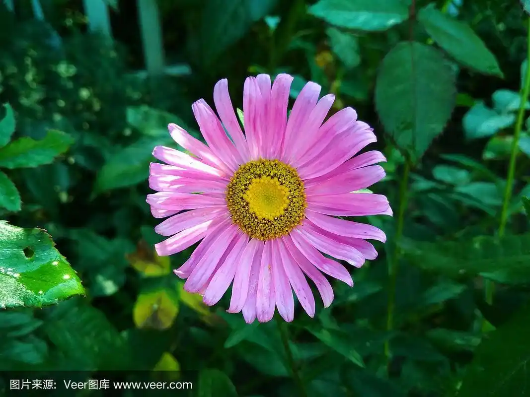 雏菊在绿叶的背景上特写