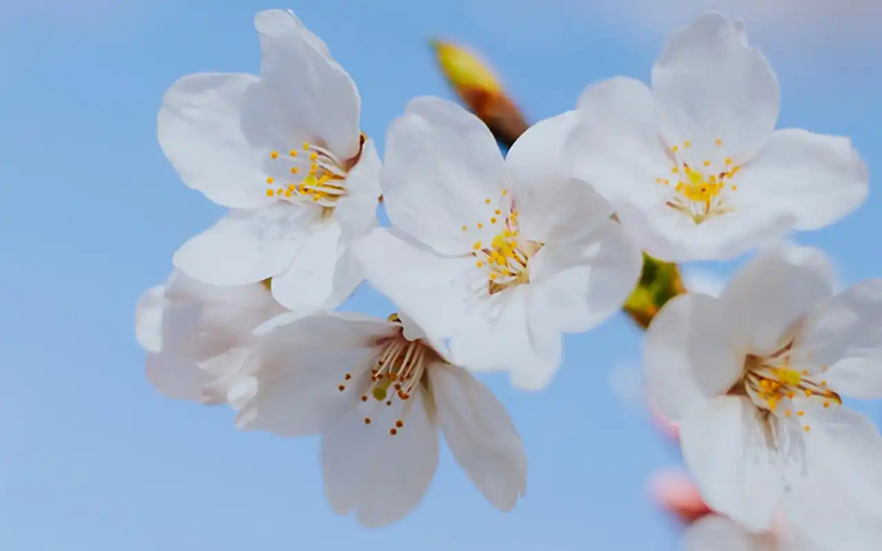 春光中的风景樱花图片桌面壁纸