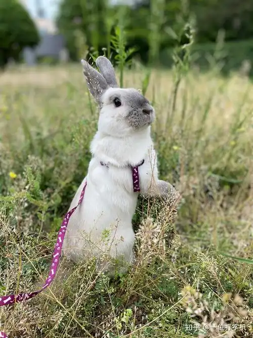网上买的兔子靠谱吗?求真实回答? - 知乎
