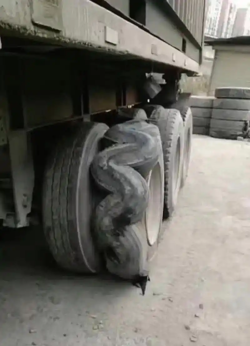 瞧瞧,感觉这是盘了一条龙在上面呀!#趣图搞笑