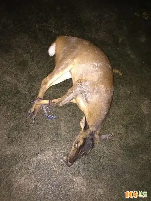 丰惠山上抓到了一只土话叫"角鸡"的动物,该拿它怎么办才好