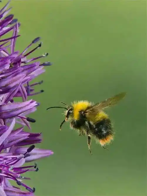 小蜜蜂采蜜忙高清照美极了