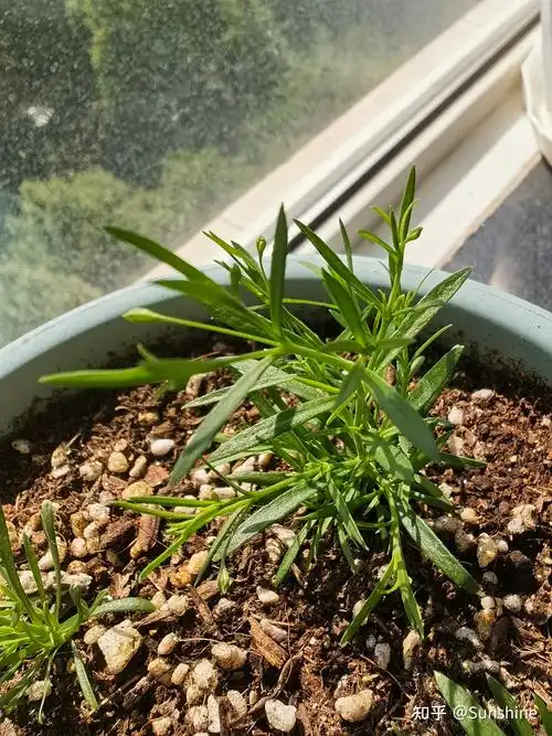 满天星种植方法(满天星种植方法?