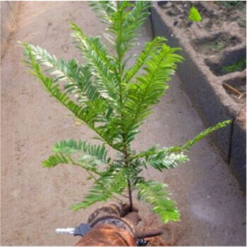 室内盆栽红豆彬苗红豆杉树苗 家庭盆栽植物净化空气 1米高带营养钵