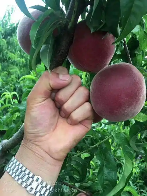 【黑桃皇后桃树苗 黑桃苗多少钱一株】价格_厂家 - 中国供应商