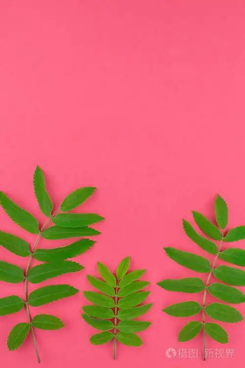 创意平躺顶视图模式与新鲜的绿色罗恩树叶在明亮的粉红色背景与复制