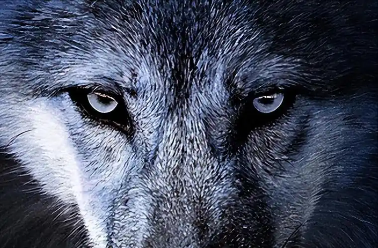 回顾:把狼当儿子带回家的成都女孩,10年后在草原与它再次相认