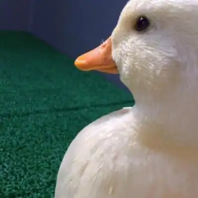 可爱鸭鸭头像大白鸭