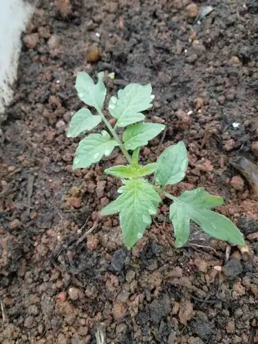 菜园子:新育的西红柿97小苗 - 番茄幼苗图片 - 实验室设备网