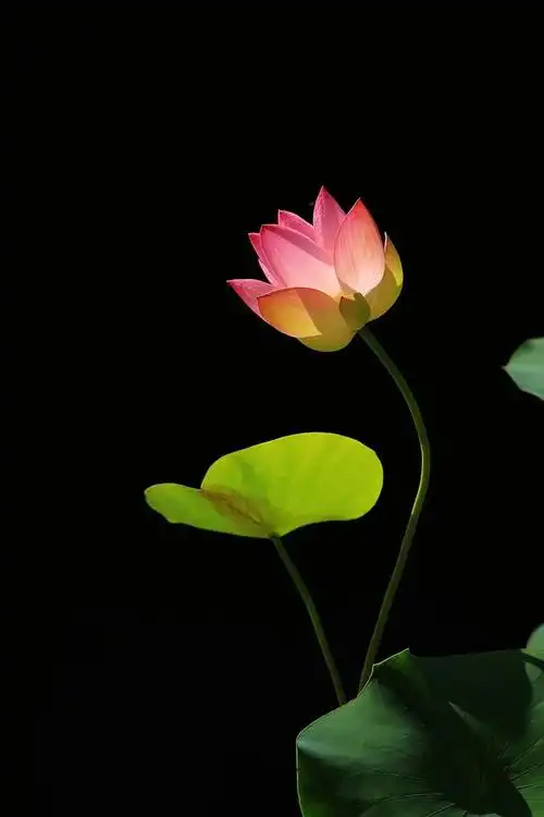 荷花如何拍出具有高级感的黑色背景