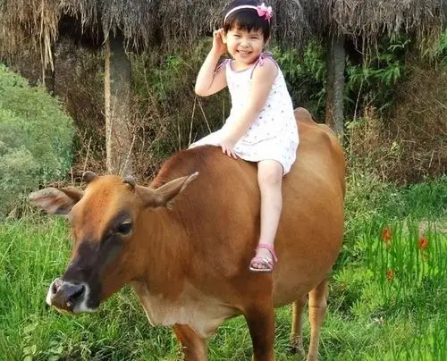 梦见骑牛