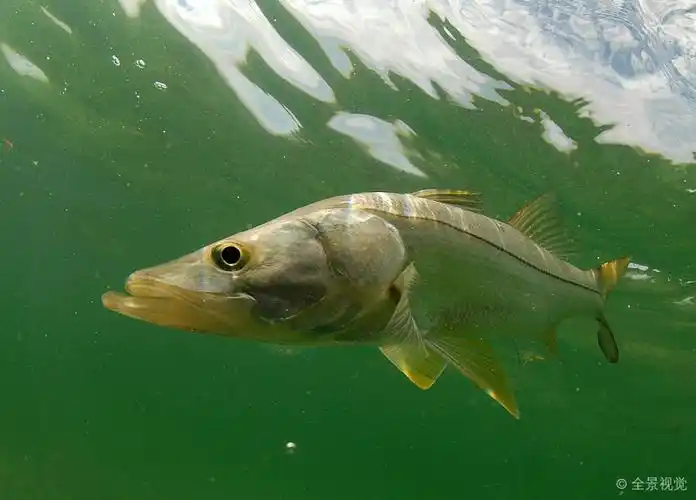 鱼_水下_游动_大西洋_海洋_海岸_佛罗里达_高清图片_全景视觉