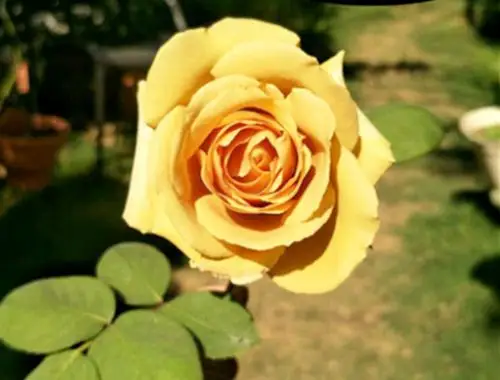 颜色漂亮的月季花——黄油糖