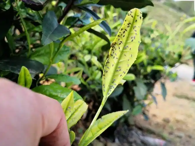 这个虫叫黑刺粉虱,对茶树危害很大,幼虫刺吸为害叶片的同时分泌蜜露