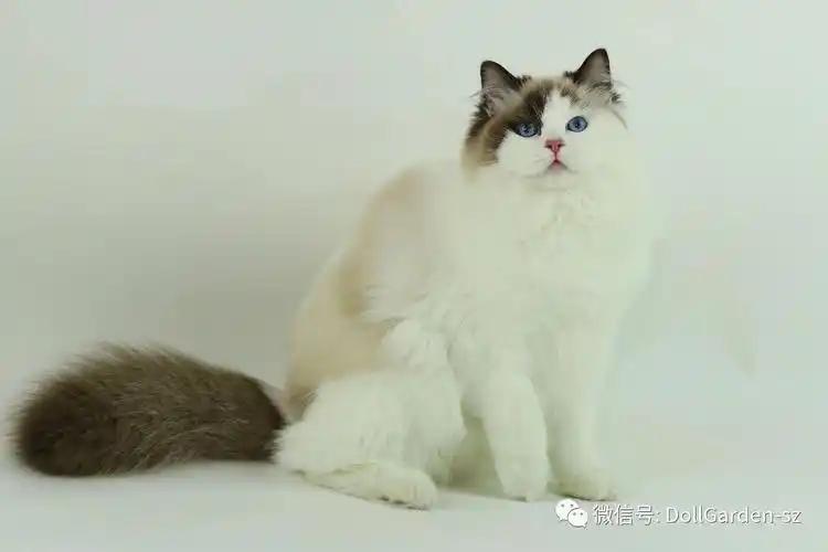 图谱布偶猫有哪些颜色及花色dollgarden深圳布偶猫舍
