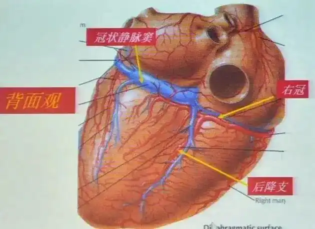 72右冠状动脉(rca)开口于升主动脉右前方的右冠窦,供应右心房,右