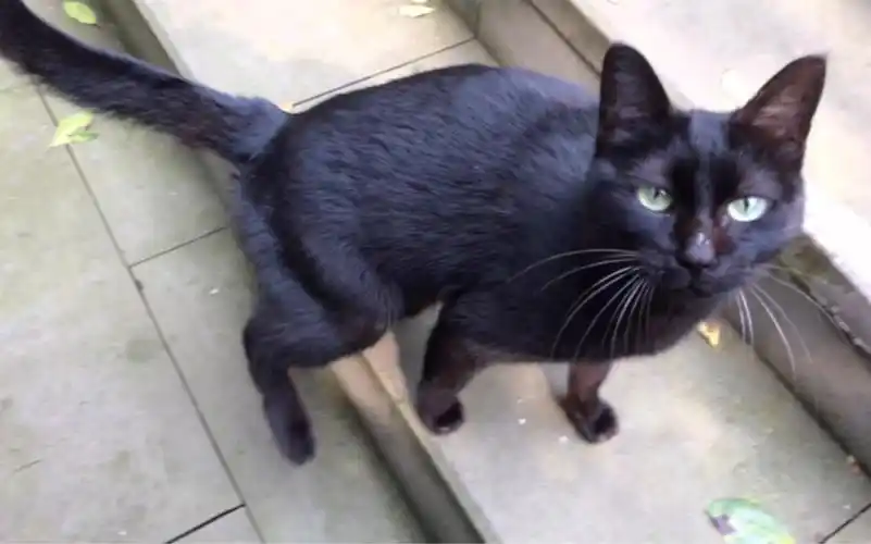 中华玄猫:毛色黑中带红,为极品.