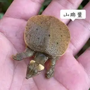 山瑞鳖苗观赏小甲鱼招财水鱼王八团鱼长寿宠物鳖外塘冷水鱼龟混养