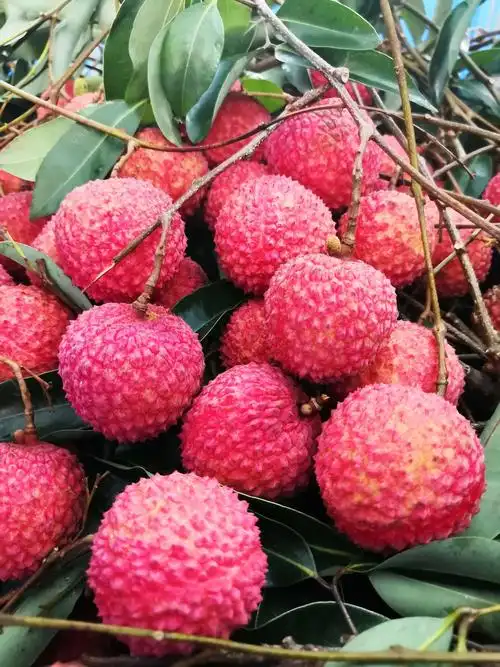 宛若高高挂起的小红灯,尤然想起宋代诗人——苏东坡,对岭南佳果～荔枝