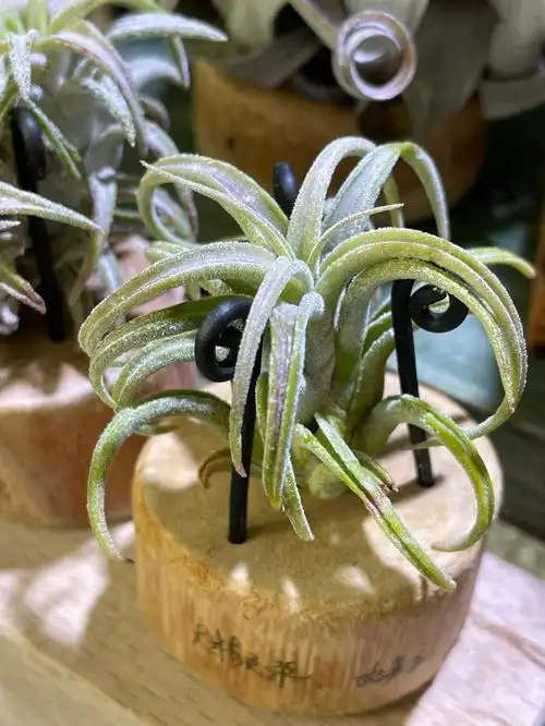 空气凤梨故事家的未解之谜大精灵杂