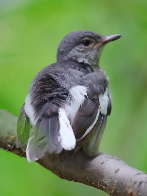 今日野拍鹊鸲幼鸟